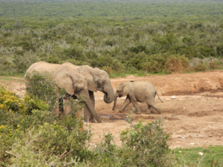 Rondreis van Johannesburg naar Kaapstad - Olifantenfamilie in Addo elephant park