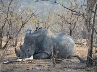 Zuid-Afrika - Bezoek aan het Kruger park.