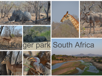Zuid-Afrika - Kruger park
