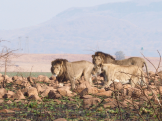Zuid-Afrika - Lions on the move
