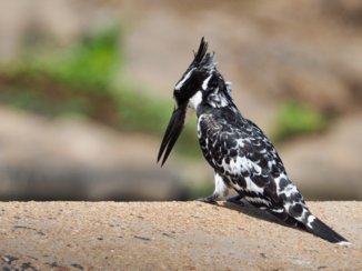 Zuid-Afrika - Een zwartwitte bonte ijsvogel