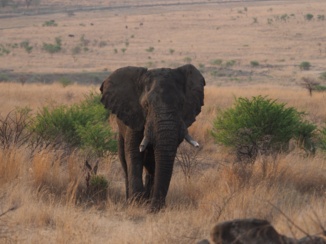 Zuid-Afrika - Een oudje