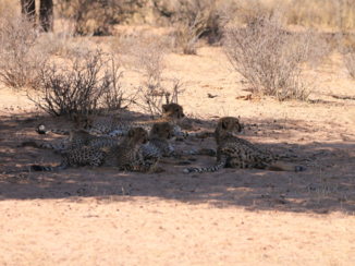Zuid-Afrika - Jachtluipaard cubs wachten op hun moeder na de jacht