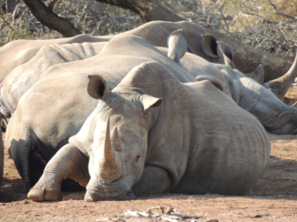 Zuid-Afrika - Lazy rhino