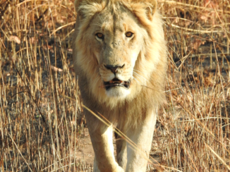 Zuid-Afrika - The king of South Africa : Lion
