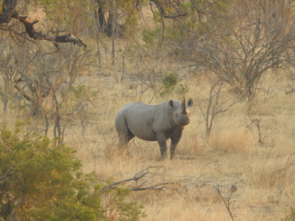 Zuid-Afrika - Black Rhino