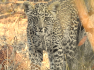 Zuid-Afrika - Leopard cub