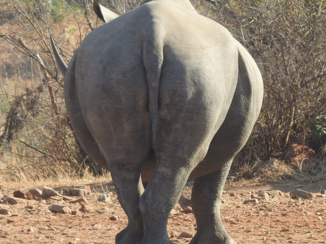 Zuid-Afrika - White Rhino