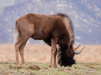 Zuid-Afrika - Zwart wildebeest in golden gate nationaal park