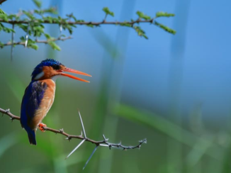 Zuid-Afrika - malachite kingfisher