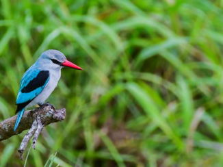 Zuid-Afrika - woodland kingfisher