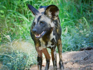 Zuid-Afrika - wilde hond
