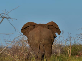 Zuid-Afrika - oilfant die zijn achterste laat zien