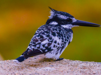 Zuid-Afrika - pied kingfisher