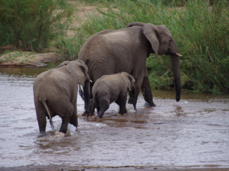 Zuid-Afrika - Krugerpark