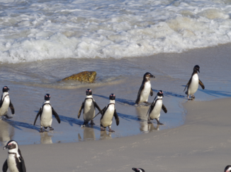 Zuid-Afrika - Boulders beach