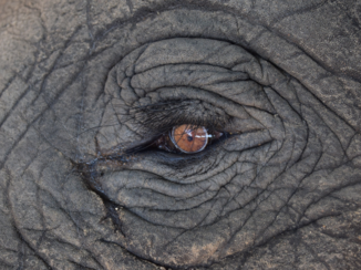 Zuid-Afrika - Oog olifant