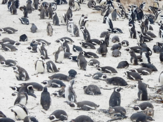 Rondreis Zuid-Afrika in twee weken - Boulders Beach