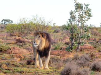 Rondreis Zuid-Afrika in twee weken - Waterberg Game Reserve