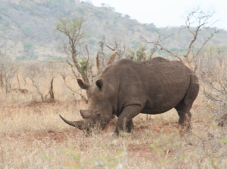 Rondreis Zuid-Afrika in drie weken