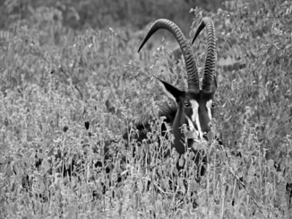 Limpopo - Sabelantilope