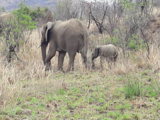 Zuid-Afrika - Twee uit de kudde.