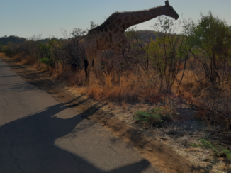 Zuid-Afrika - Met z'n twee...