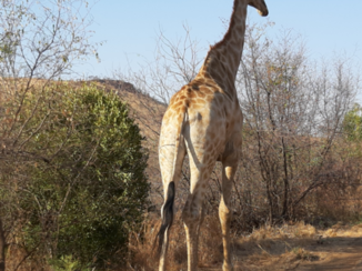 Zuid-Afrika - Majestueus