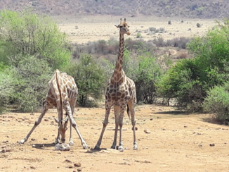 Zuid-Afrika - Lunch uitzicht in Pilanesberg