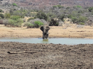 Zuid-Afrika - Badderend