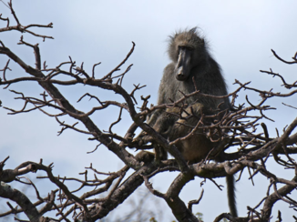 Limpopo - Baviaan in een boom,