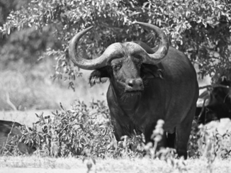 Limpopo - Dichtbij een buffel,