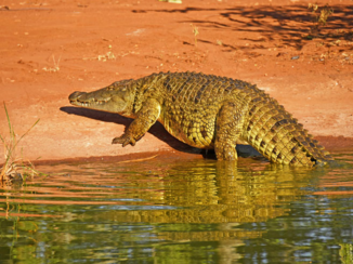 Limpopo - Spannend zo dichtbij deze krokodil in Sebatana Lodge