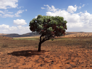 Zuid-Afrika - Stilleven