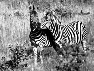 Limpopo - Zebra's in Welgevonden Game Reserve