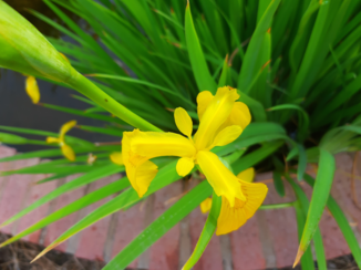 Zuid-Afrika - Flora
