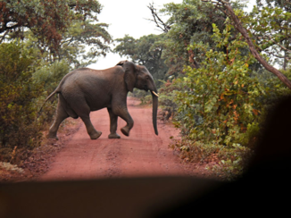 Limpopo - Spannend oog in oog met een olifant