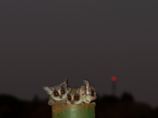 Krugerpark - Bushbabies