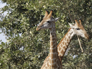 Krugerpark - Lucky photoshot