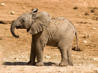 Rondreis Zuid-Afrika in drie weken - Baby olifant