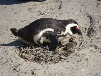Rondreis Zuid-Afrika in drie weken - pinguin