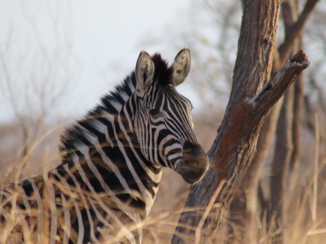 Rondreis Zuid-Afrika in drie weken - Zebra