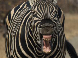 Zuid-Afrika - Ik ben de baas