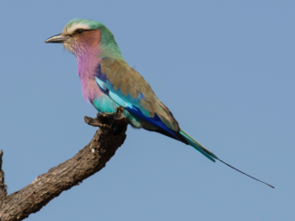 Zuid-Afrika - Scharrelaar