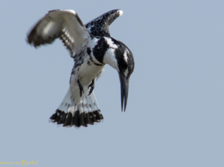 Zuid-Afrika - Kingfisher in de aanslag.
