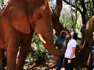 Zuid-Afrika - Olifantenkus