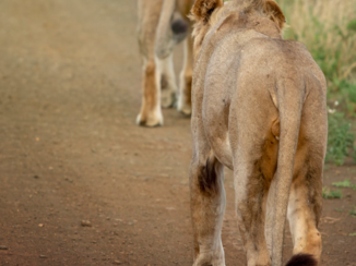 Krugerpark - Lion on the move