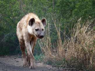 Krugerpark - Hyena