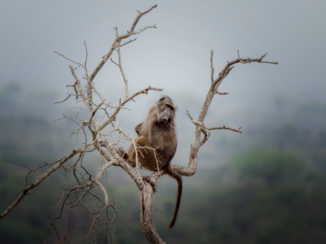 Krugerpark - Baviaan in een boom