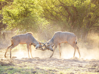 Krugerpark - Ruziënde koedoe's